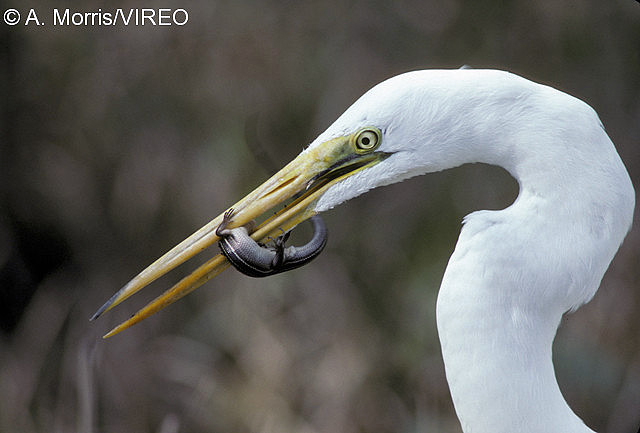 Great Egret m17-13-019.jpg